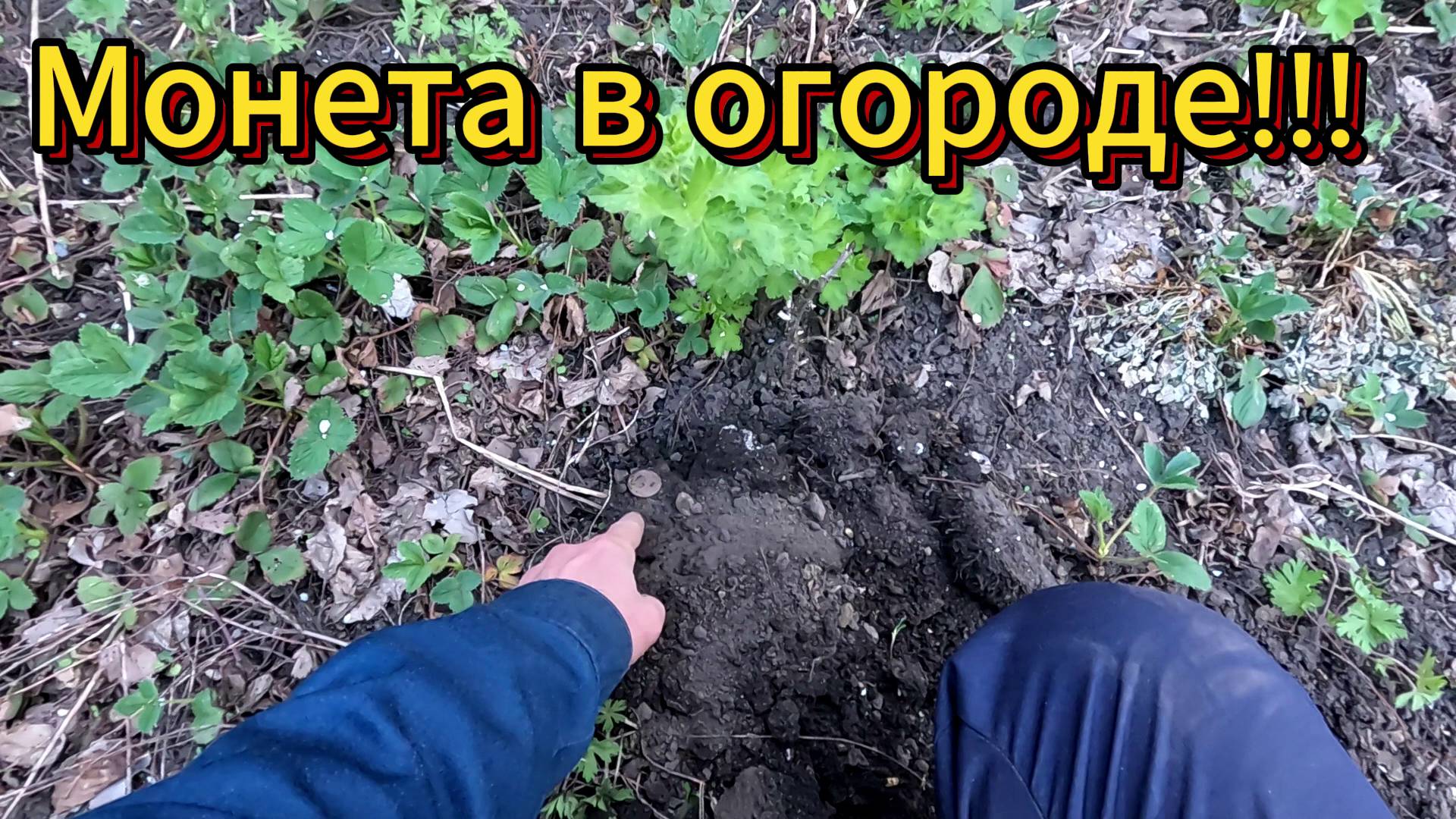Монета в собственном огороде
