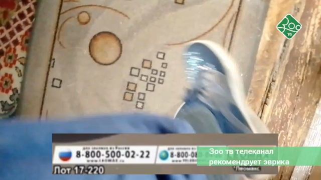 vlc-record-2013-03-02-12h17m27s-Зоо ТВ