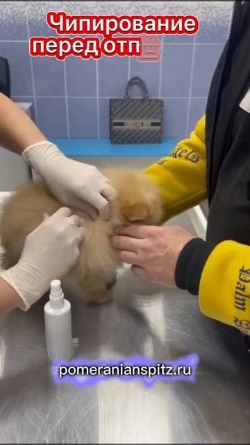 Чипирование щенка померанского шпица😊