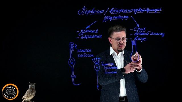 Поговорим о рецепторах органов чувств.