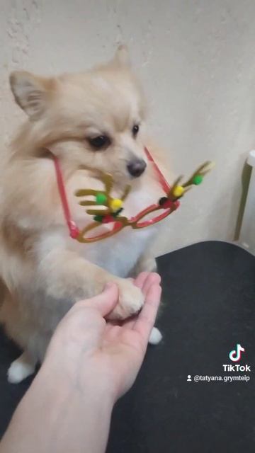 Стрижка шпица
