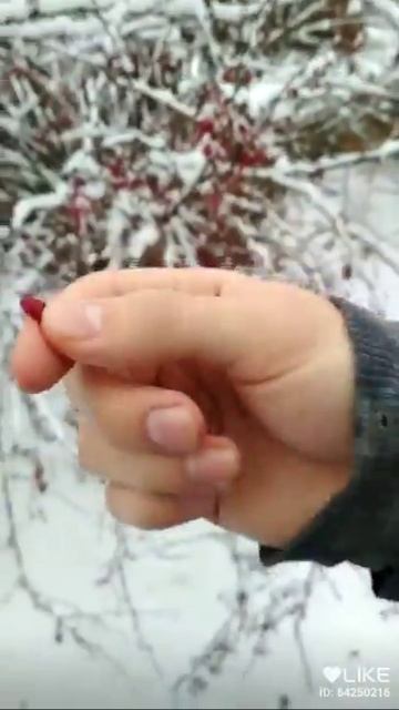 Обзор на барбарис