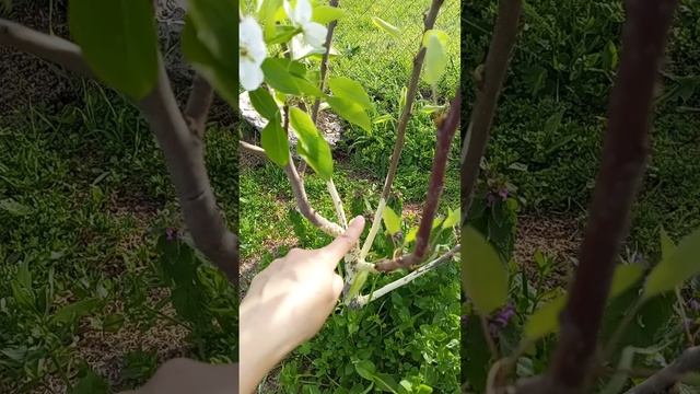 ГРУША МОЛОДАЯ 🍐26.04.25