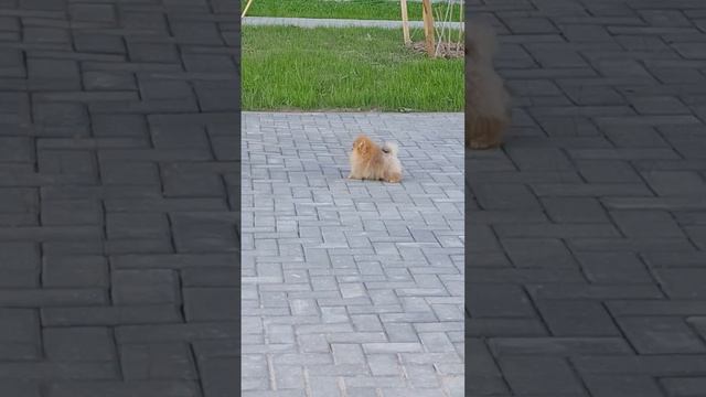 Солнечный мальчик🌟🌞🫅Миник. Питомник померанских шпицев СТИП ПОМ/STEEP POM #pomeranian #puppy #собак