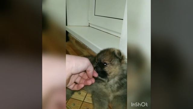 девочка померанского шпица