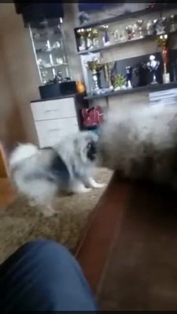 Шпана