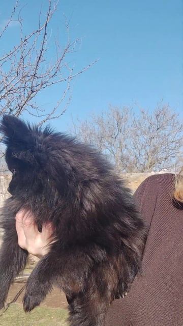 💥Микро мини малыш,💥Померанский Шпиц в поиске ответственных владельцев+79788972514.Доставка возможно