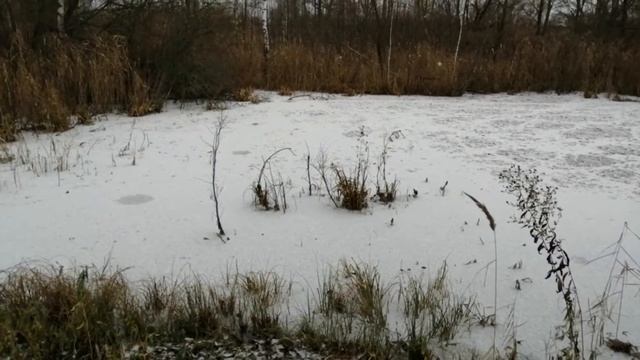 18 11 22 г  Первый снежок