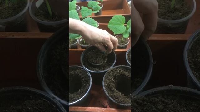 Выращиваю огурчики для раннего урожая #огурцы # урожай #семена # Верадача