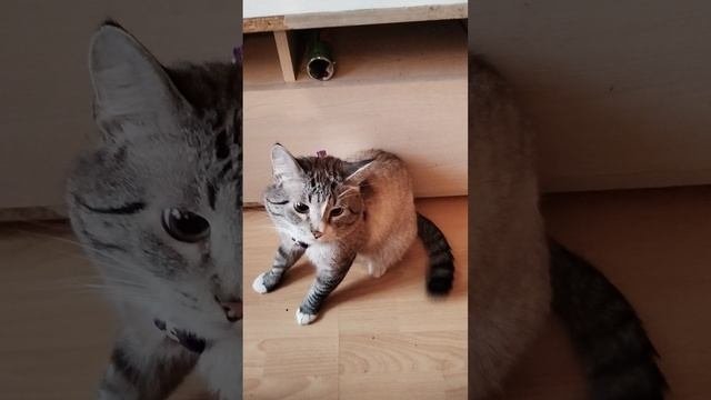 Кокос