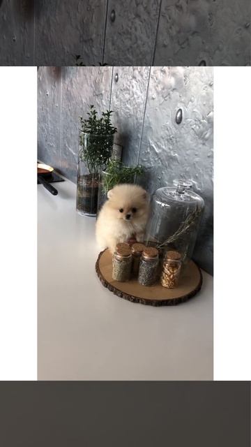 Микро шпиц