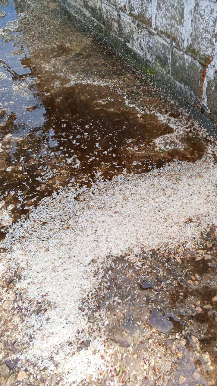 После града у черёмухи весь цвет облетел, лежит на земле как снег