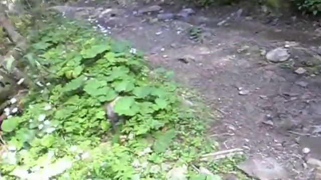 SAM 0081 р  Бистриця Солотвинська  спуск на с Стара Гута з Сивулі Малої 1818 м