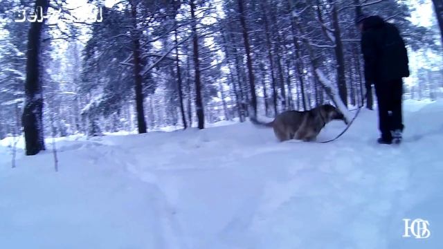 Беломорск 2016 прогулка