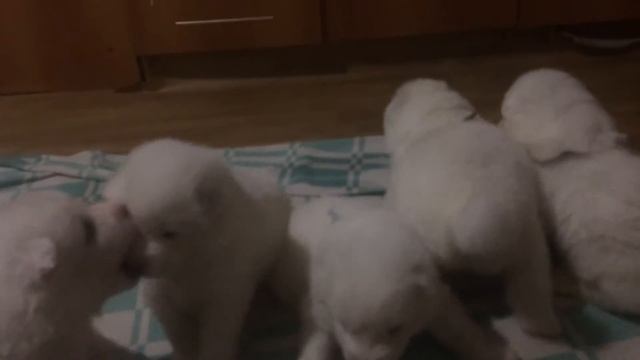 Деточки самоедочки 3 недели