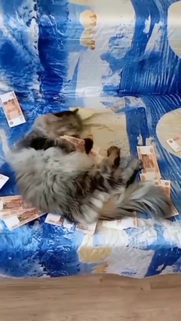 Смешные кошки# Манна с небес или гонорар коту за съёмки#