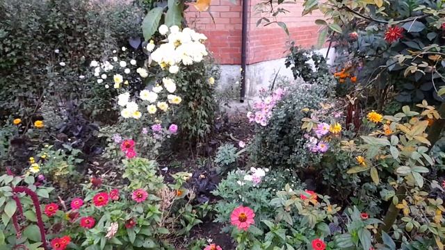 Калининград, октябрь, клумба / Kaliningrad, October, Flowerbed