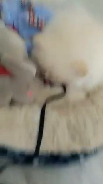 Милая собачка Мила 🐶🥺😍😘🥰 Померанский шпиц моей подруги