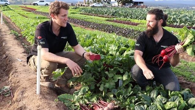 Fairbanks Seeds - Bilbo F1 Beetroot