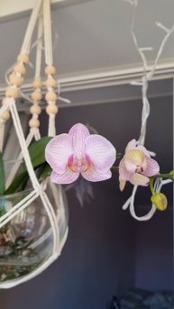 Орхидея Москва 🌸