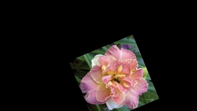 Daylily Flower , How Beautiful of Daylily Flower