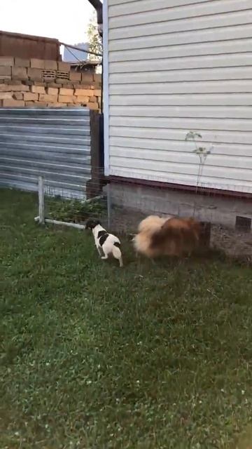 Чихуахуа дш Белый с шоко, трёхцветный и шпиц рыжий