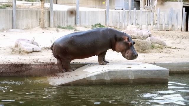 HIPPO SHIT? - Washmen
