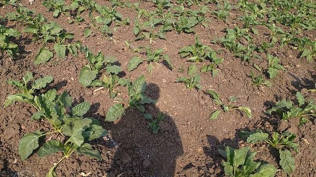 تسميد ورى الشمندر السكرى  ...  Fertilization and sugar beet irrigation