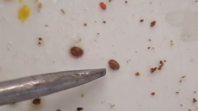 The Bee Works - Beekeeping Collection - 2005 Part 1. Summer to Winter. Пчел-во лето-зима. Англ. Яз