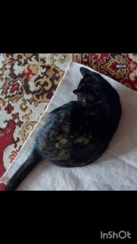 Любимый Котейкин коврик)