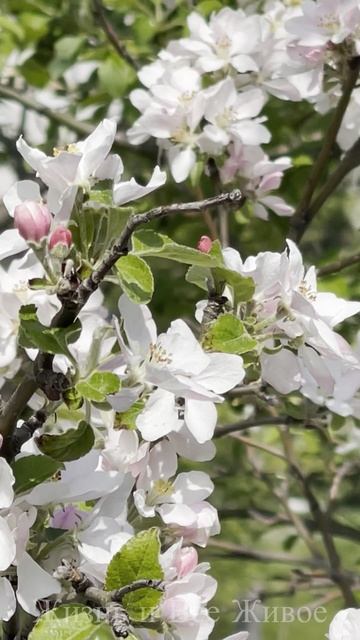 Яблоня в цвету!