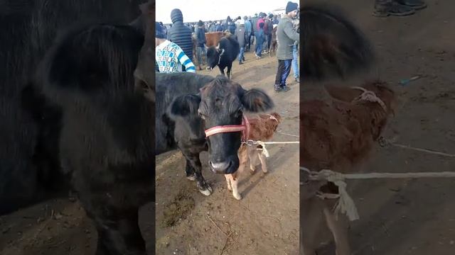 Молбозори н.Фархор 30.01.2022