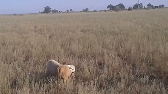 Кошкар бой