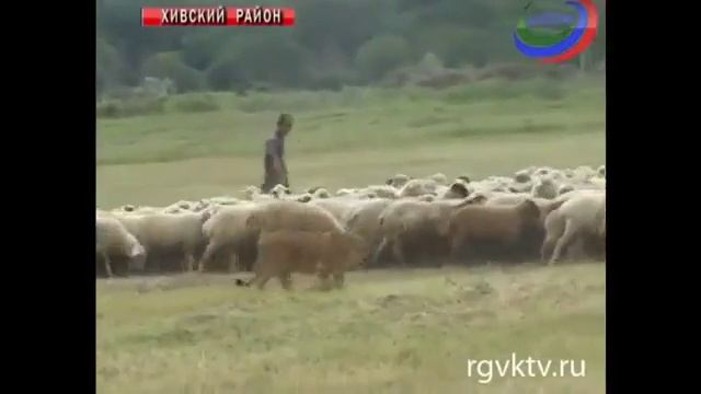 В Дагестане львица охраняет стадо овец