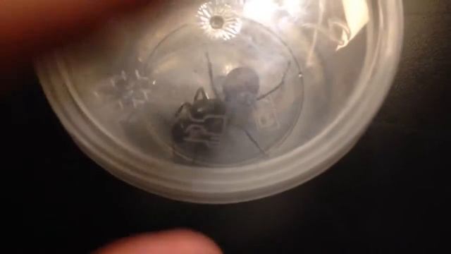 OMG giant ants caught at home !!! dinomyrmex :)