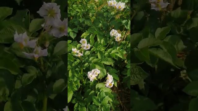 Картофель под сеном зацвел