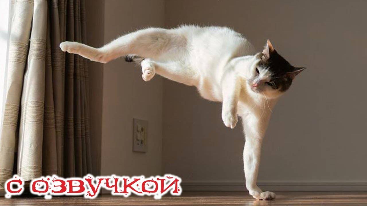 Приколы с котами! - С ОЗВУЧКОЙ! СМЕШНЫЕ КОТЫ! Самые смешные животные! Попробуй не засмеяться!