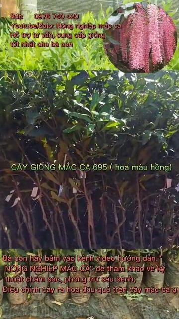 Giống mắc ca 695 ( sắc màu tình yêu- màu hồng) #macadamia #macca695 #maccaghep