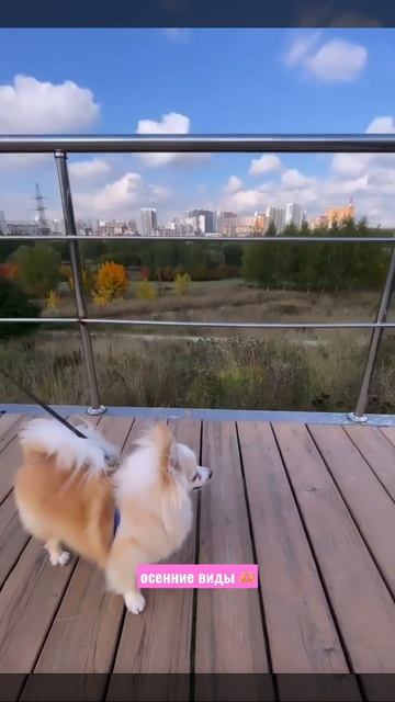 Собачка шпиц Кенди
