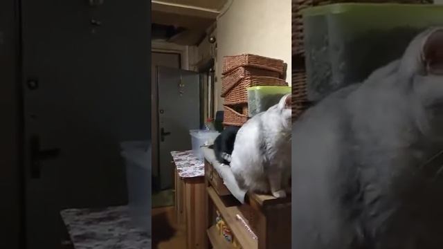 Моя кошка Снежка - жду и верю - она обязательно вернется домой!