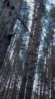 Прогулка с Асей по лесу.