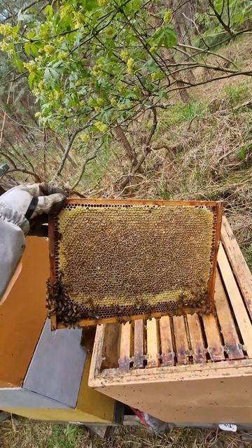 Медок пошёл ! #пчеловодство #bee #пчёлы #beekeeper #мёд #beekeeping #honey #2024