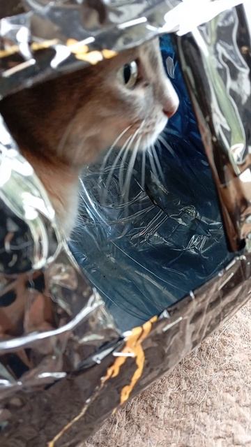 Сильве🐱понравилась большая кормушка для птиц, которую я подготавливаю к зиме