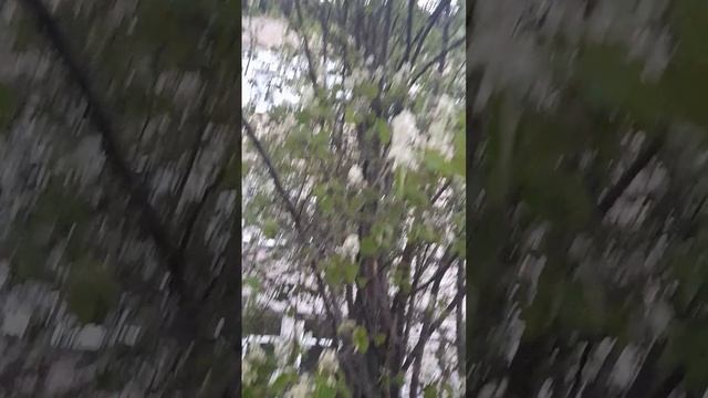 1000046559.mp4. 🔥ПТИЦЫ ПОЮТ🔥 ПОДПИШИСЬ 🤝❤️🙏👍💐