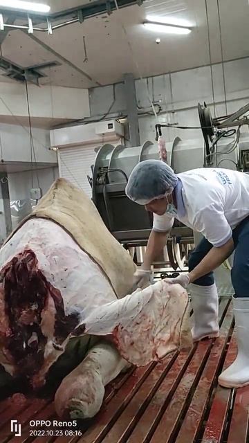 Skinning the camel