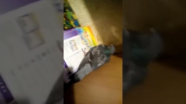 Поймал голубя