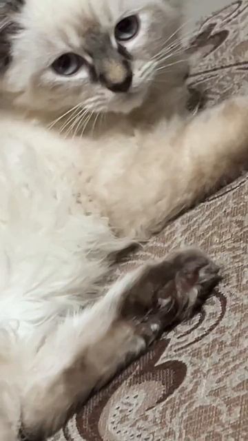 My new baby  girl (Polina)
