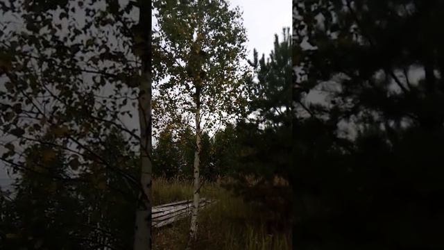 Ильдар на дереве