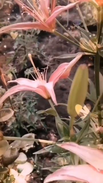 А лилии цветут🌸