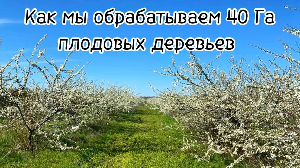 Как мы обрабатываем 40 гектар плодовых деревьев